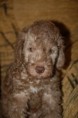 /album/puppies1/dsc-0116-jpg/